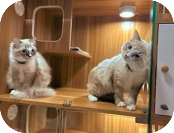 Perfect for  Purr-fect Pairs 