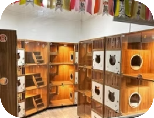 Luxurious Cabin Accomodations